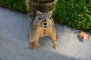 Take Your Best Shot at ‘Purple Squirrels’
